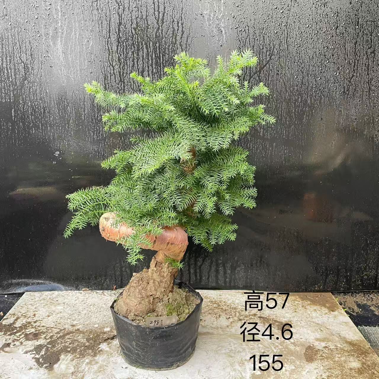 造型澳洲杉盆景不老松天然小叶