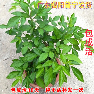 阳台庭院盆栽抹草苗仙草苗潮汕喜事绿植吉祥植物花卉红花带原土盆