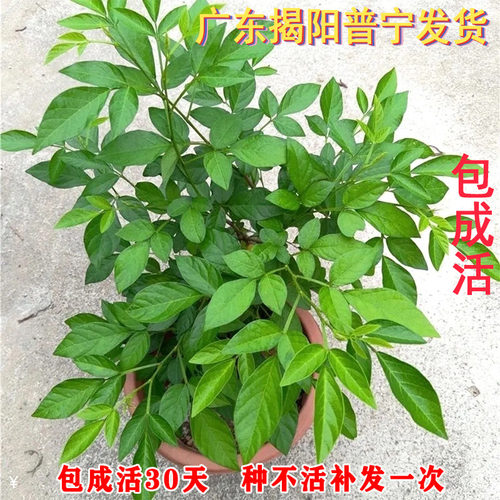 潮汕仙草抹草胶己人喜事花草