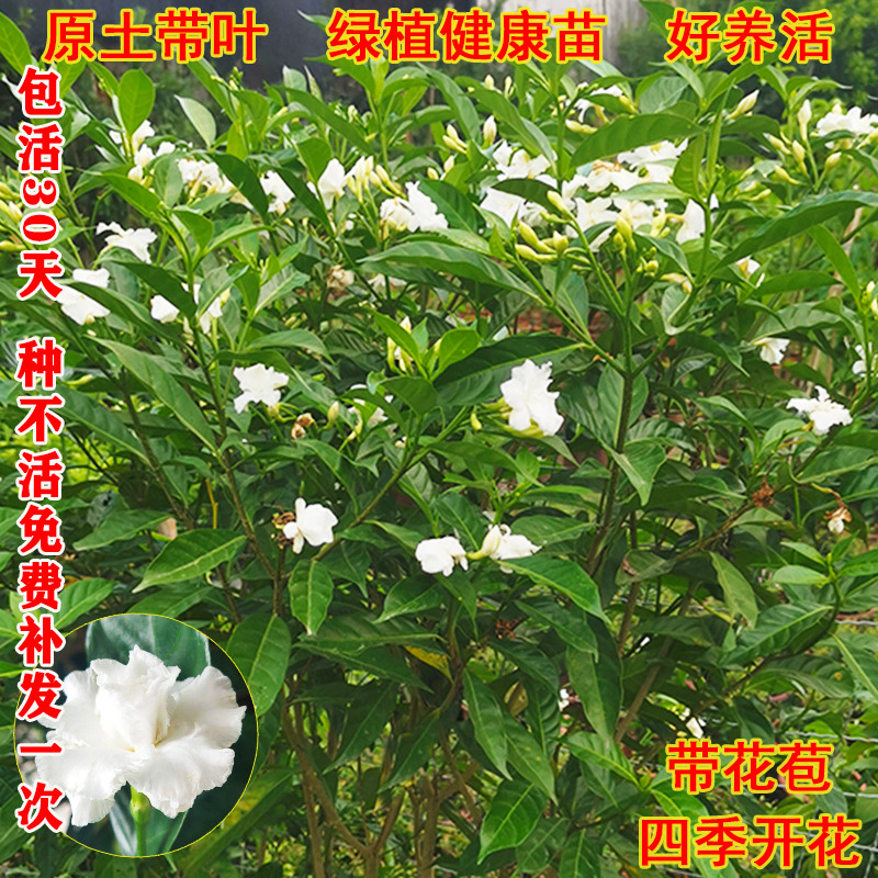 狗牙花盆栽 重瓣水晶茉莉 丁香茉莉花四季开花植物花卉庭院狮子花