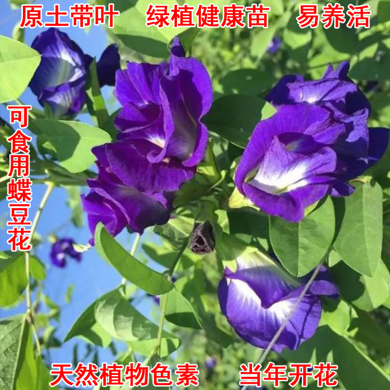 可食用蝶豆花盆栽阳台四季开花