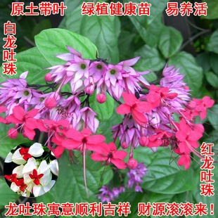 红萼红花龙吐珠花苗麒麟吐珠花卉当年开花阳台植物庭院爬藤攀援花