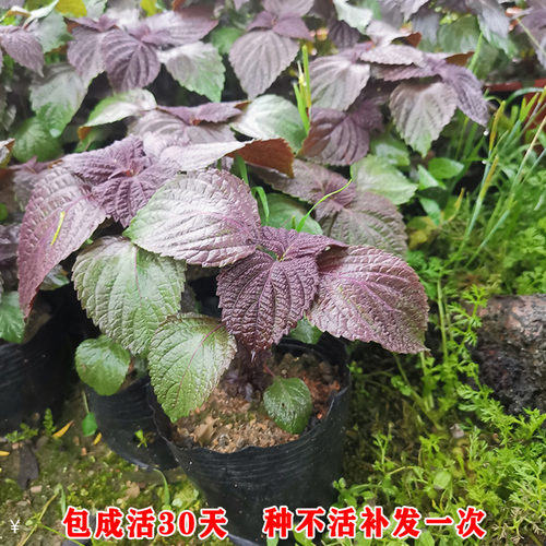 紫苏盆栽绿植好养活可食用
