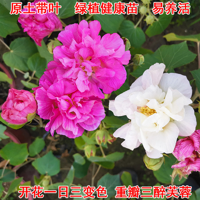 芙蓉花盆栽秋冬开花庭院木莲重瓣三醉芙蓉花苗变色拒霜花木芙蓉花