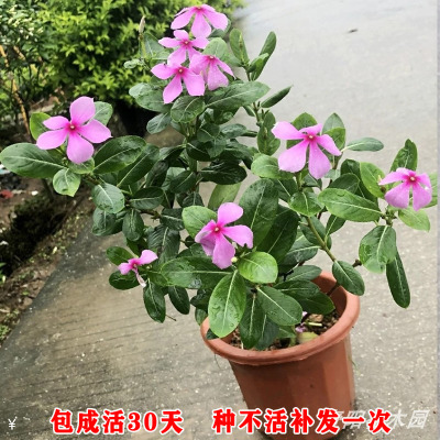 四季庭院易种开花植物