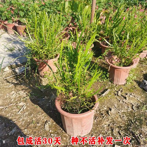 飞天蜈蚣草正宗新鲜神仙石上