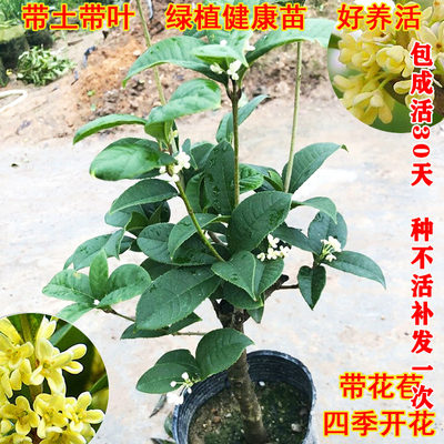 桂花盆栽树苗浓香绿植花卉