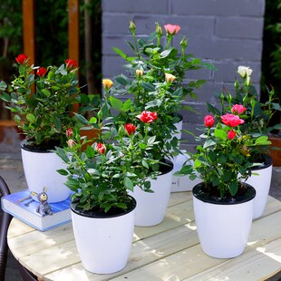 迷你玫瑰花苗香水月季绿植花卉盆栽室内桌面办公摆放四季开花植物