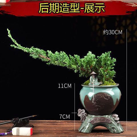 绿植耐热耐寒迎客松四季常青松柏二松树一发花卉买盆景室内外其他