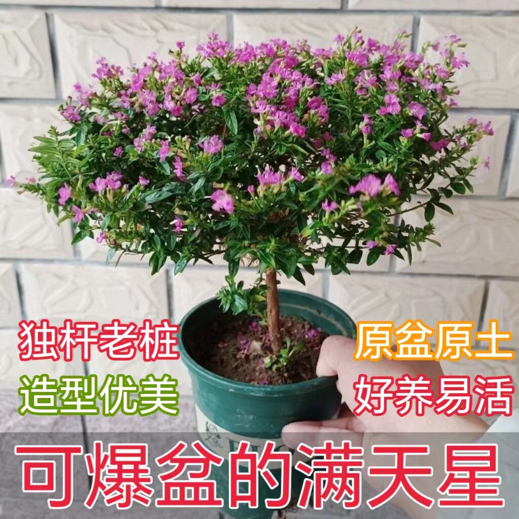 独杆满天星盆栽棒棒糖造型盆景四季开花室内阳台花卉庭院常绿好养图片