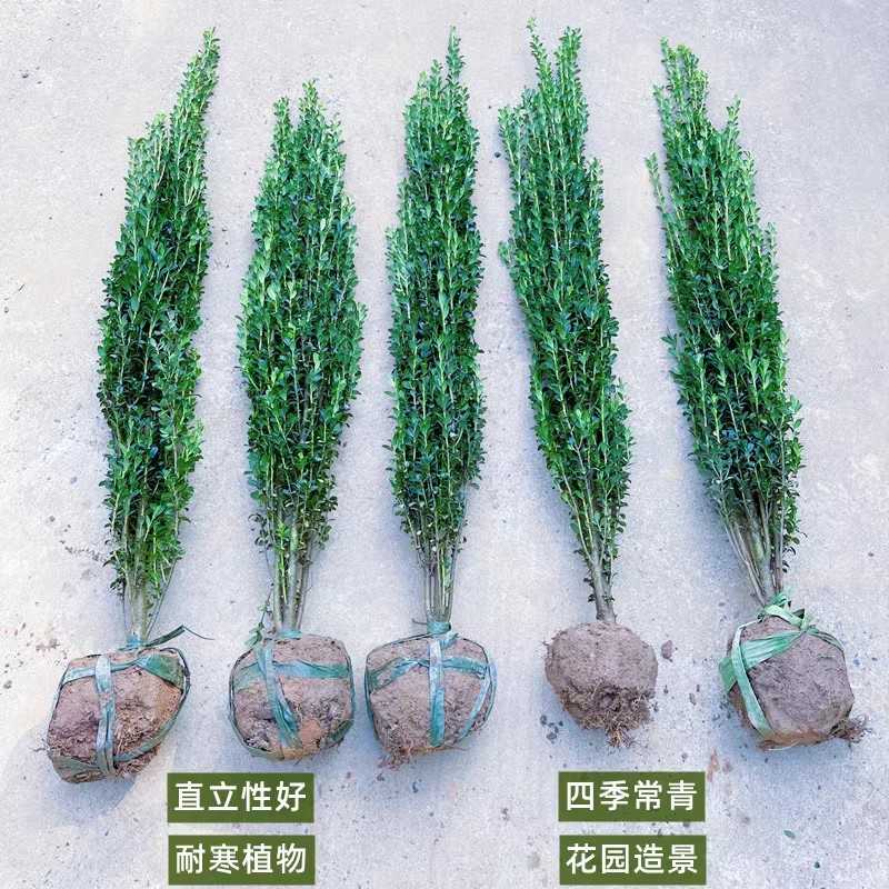 直立冬青树苗日本小叶冬青篱笆围墙耐寒植物四季常园高档花镜植物