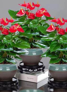 红掌白掌花卉绿植盆栽水培植物室内好养四季开花免浇水一帆风顺