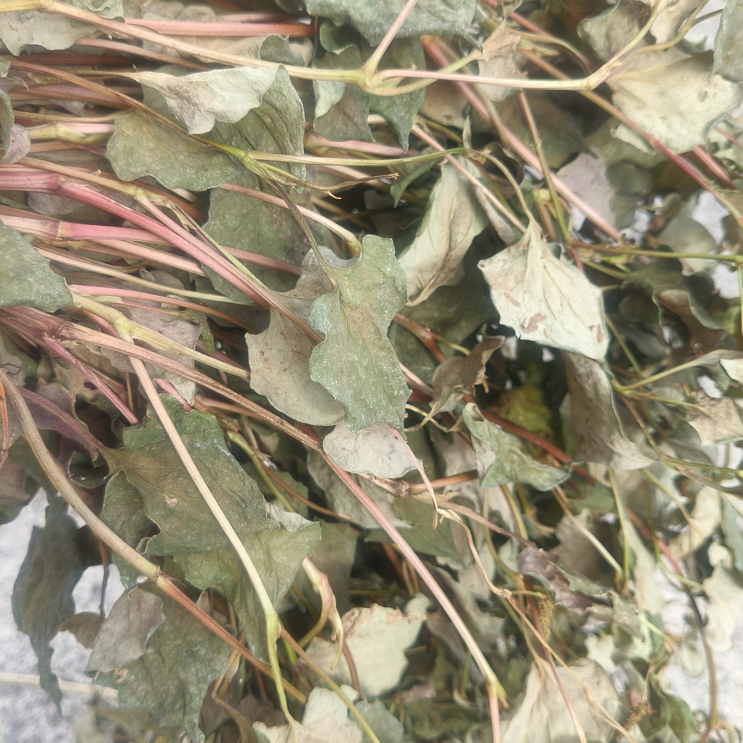 野生鱼腥草干草泡茶泡水喝