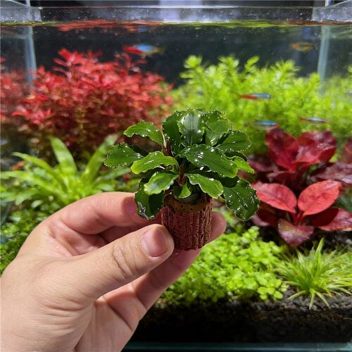 水草鱼缸专用 迷你小型斗鱼缸 火山石定植水榕造景免维护