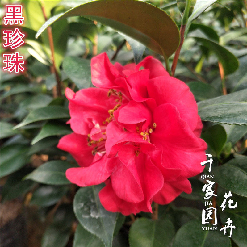 黑珍珠茶花苗盆栽山茶花绿植花卉带花苞品种茶花阳台窗台庭院龙岩