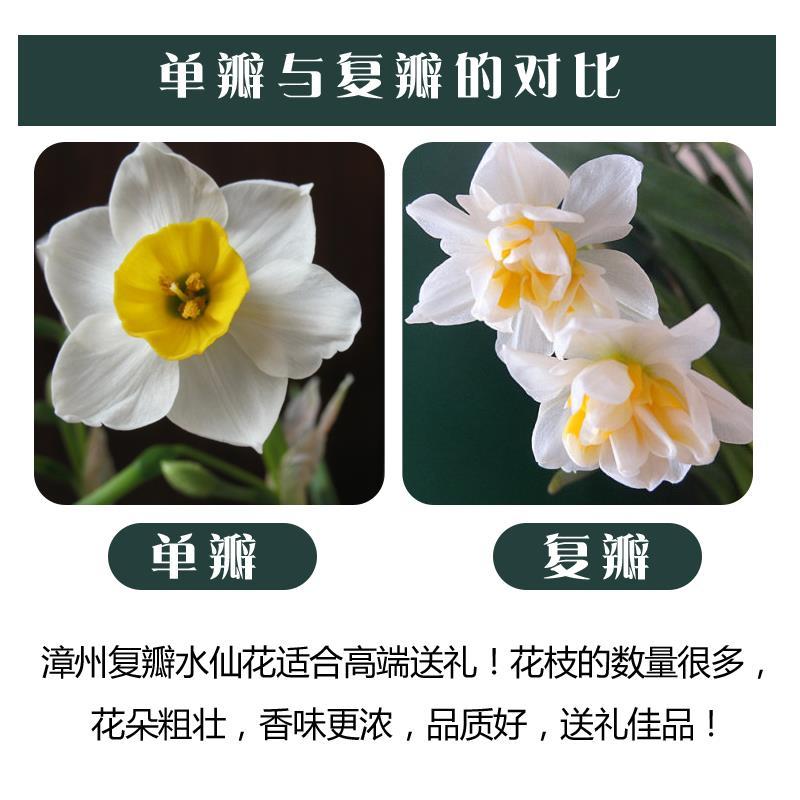 复瓣水仙花花头水养植物漳州重瓣种球花卉种子百叶仙子