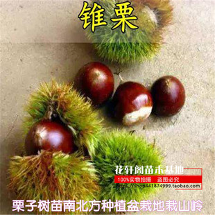 板栗苗 板栗嫁接苗 板栗水果苗 栗子树苗南北方种植盆栽地栽山岭