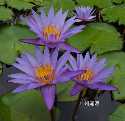 泰国睡莲蓝紫色芳香带花大苗