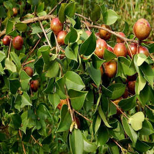 正宗野生大花油茶苗 高产油茶树苗茶树苗茶子树苗 茶花苗油茶花苗