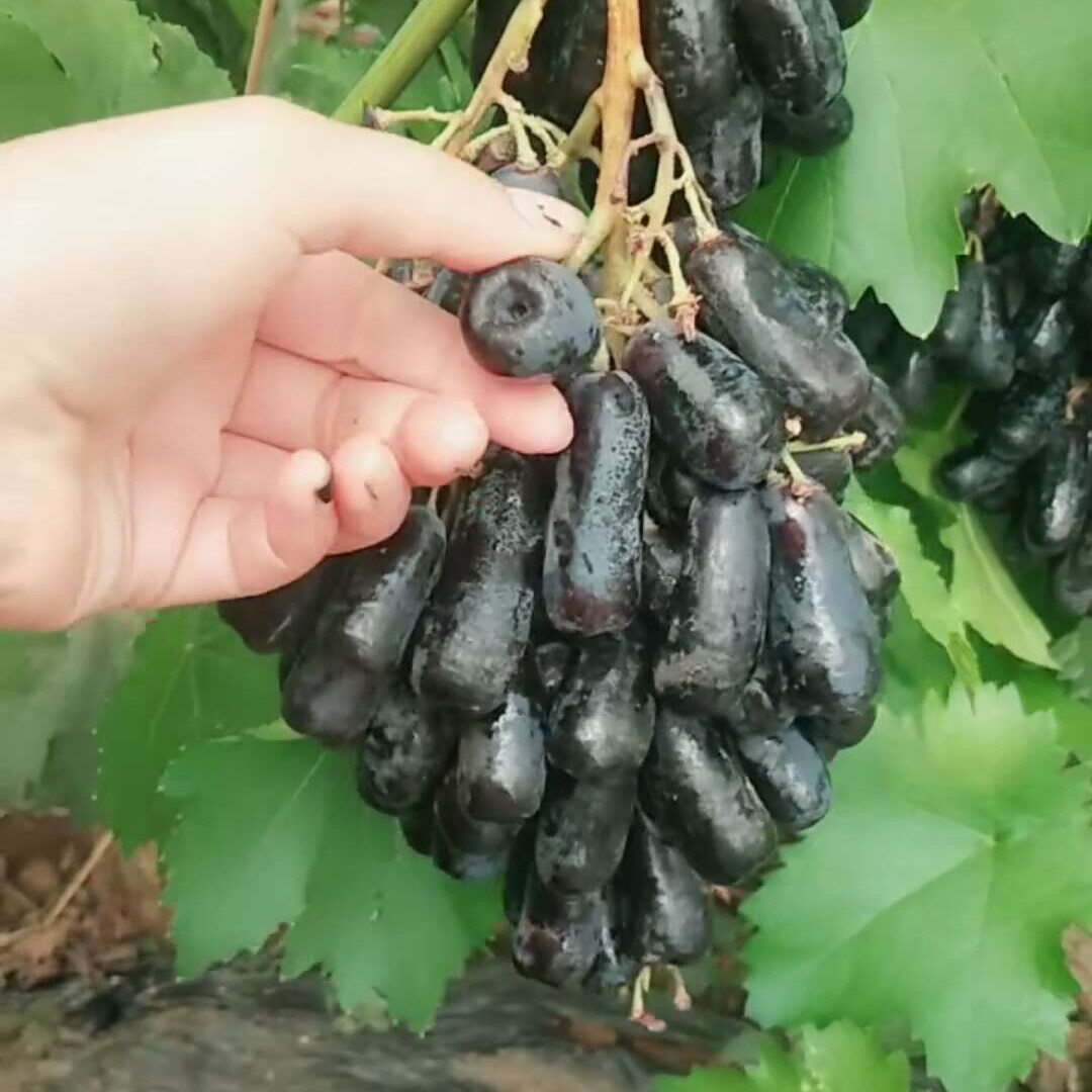 金手指无籽黑提葡萄树苗蓝宝石葡萄苗当年结果南北方种植盆栽