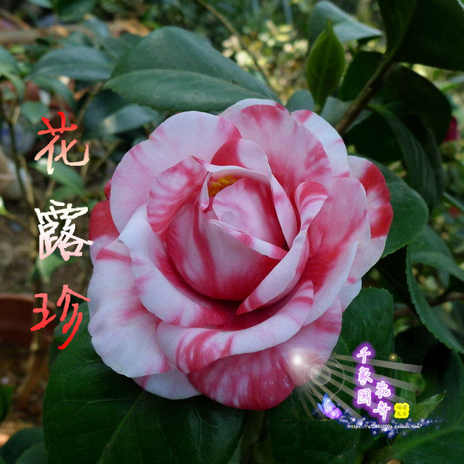 千家园茶花苗花露珍红露珍绣球花蝴蝶花卉绿植盆栽庭院复色花