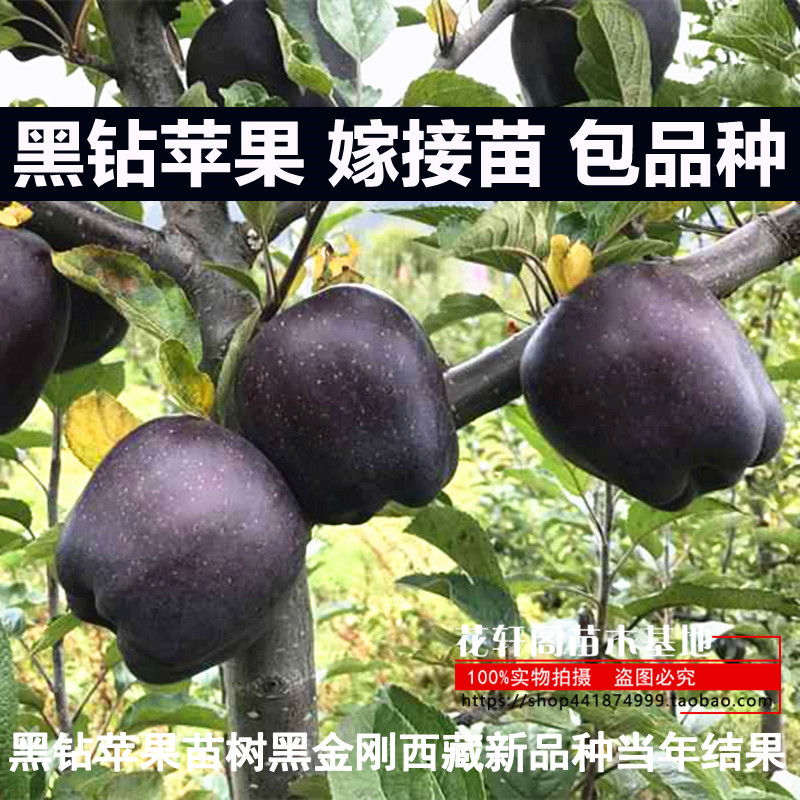 黑钻苹果苗树黑金刚西藏新品种当年结果南方北方种植四季盆栽地栽