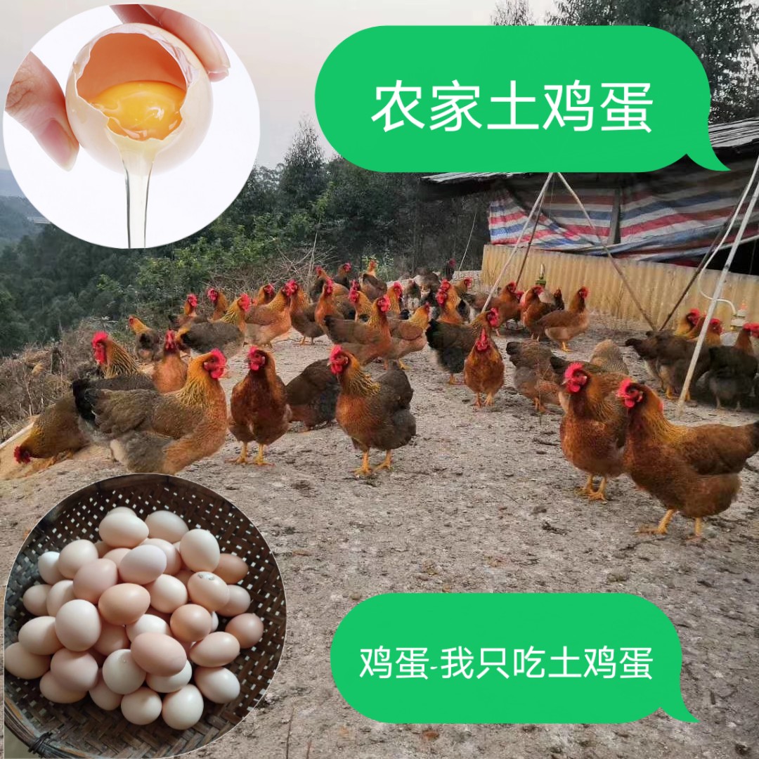 土鸡蛋清远农家散养30枚