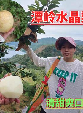 连州水晶梨潭岭产地直发新鲜现摘
