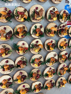 云南真蘑菇冰箱贴菌子真植物果实木头标本装饰手工创意工艺品