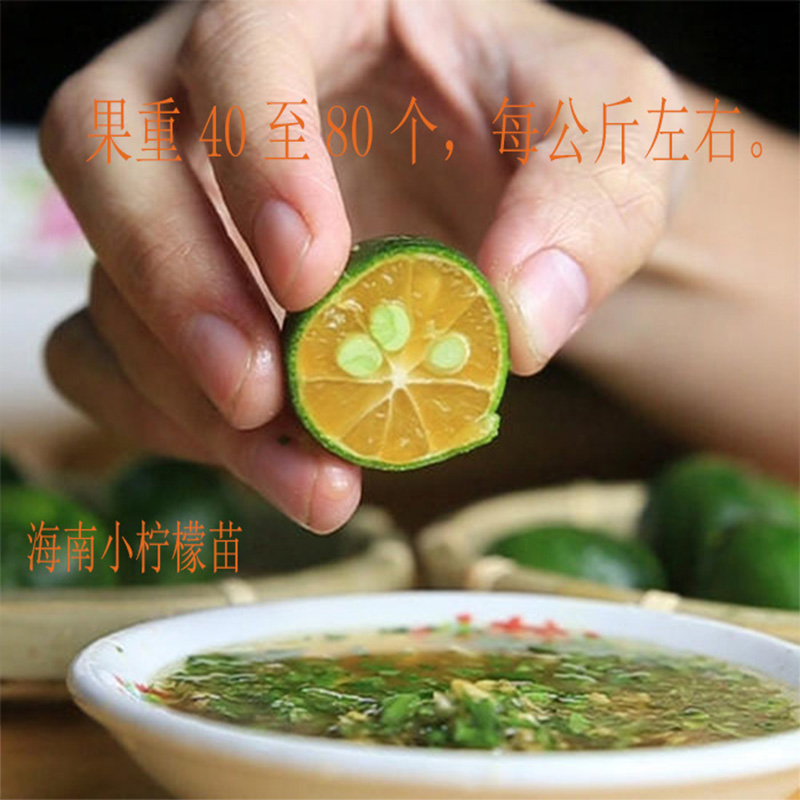 柠檬苗海南越南小柠檬尤力克香水