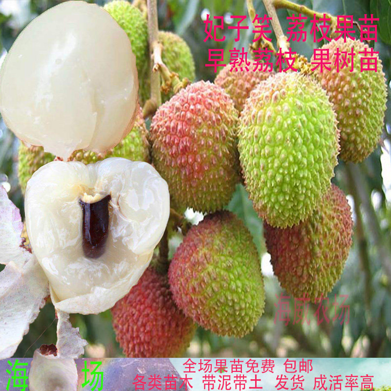 带土荔枝苗荔枝王 正宗早熟妃子笑 三月红 鸡嘴 荔枝嫁接苗