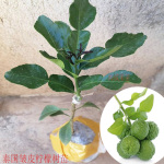 泰国皱皮柠檬苗越南小柠檬四季香青柠庭院盆栽果树苗广西发货包邮