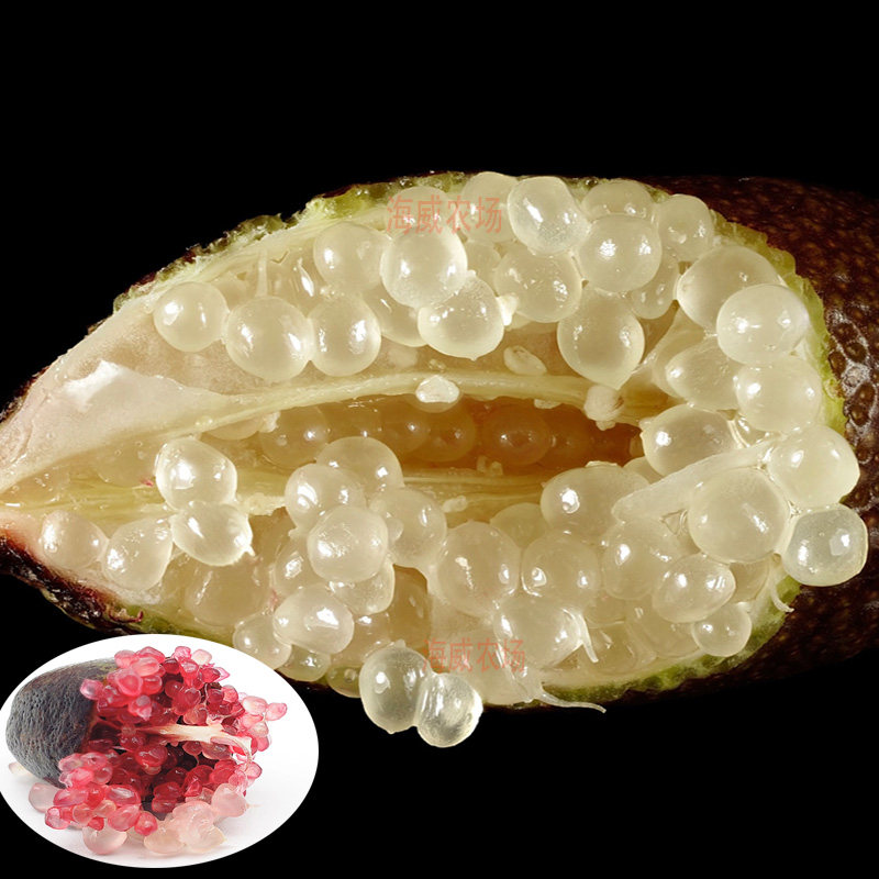 澳洲手指柠檬果树苗越南小柠檬红香槟指橙苗鱼子酱柠檬苗果