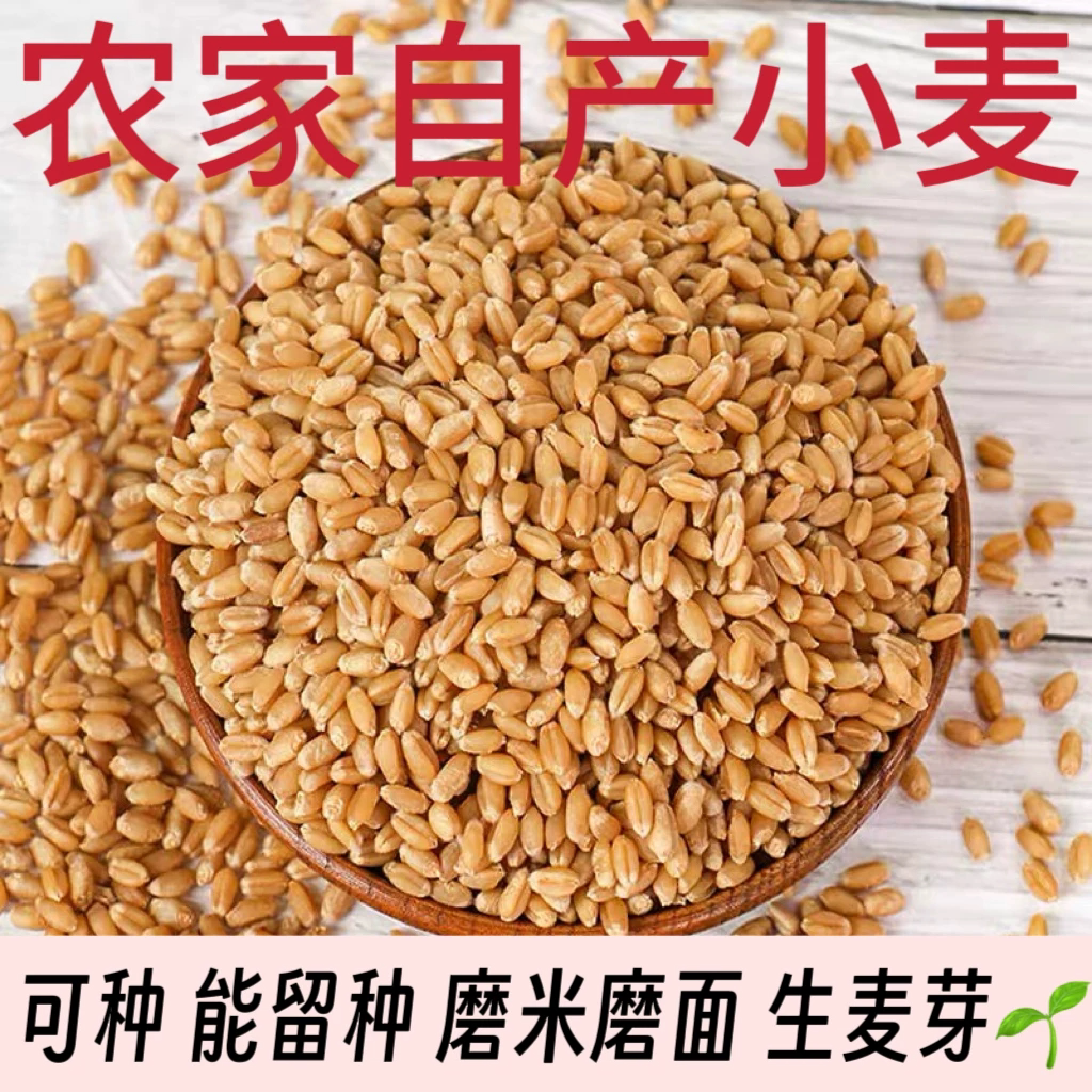 新货小麦粒食用麦子粒磨米磨面麦粒猫草种子发芽麦芽糖酿酒榨汁图片