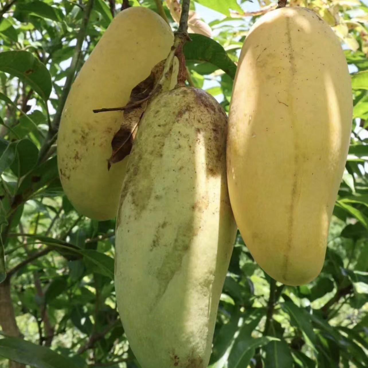 生芒果酸甜芒果云南晚熟芒果【会有花皮介意勿拍】