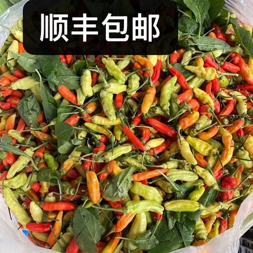 顺丰包邮小米椒云南普洱特产新鲜小米辣小米椒老品种辣椒新鲜发货