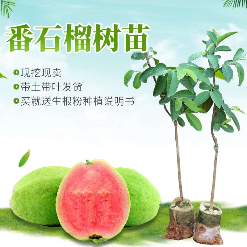 珍珠嫁接苗红宝石芭乐优质