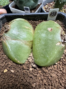 大苍角殿双头脱土发货