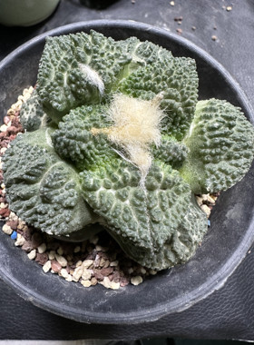 哥斯拉牡丹菜花牡丹仙人球草球一物一拍仙人掌自根非实生
