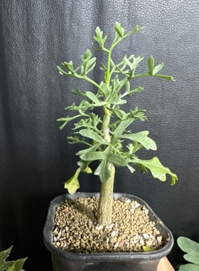 鹿角橄榄 Commiphora cervifolia 精选实生块根植物