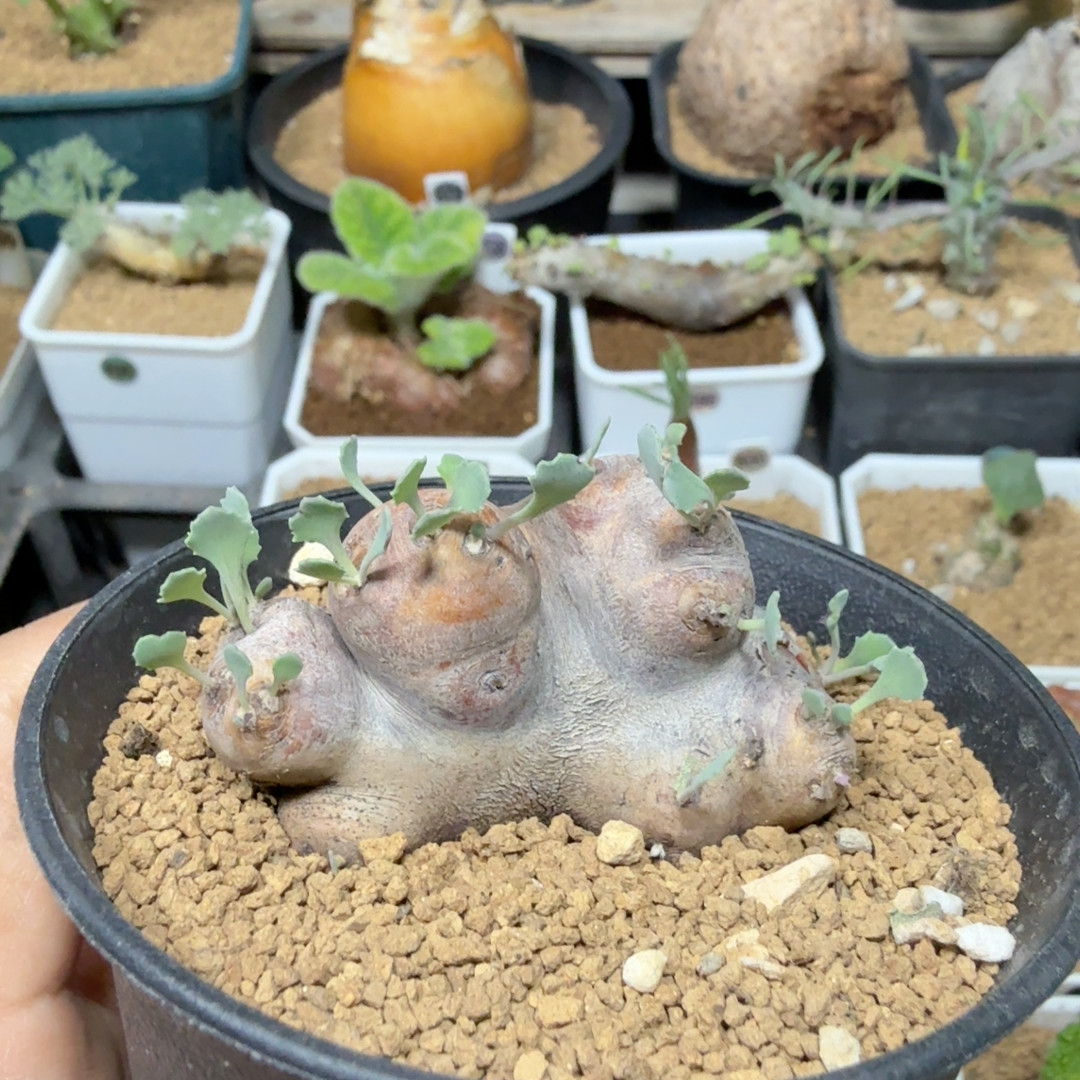 产地格架厚敦菊带盆788