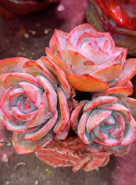 布鲁兰三头群老桩