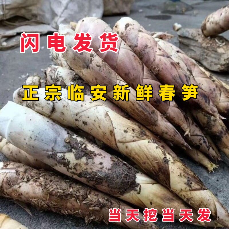 恒板临安小阳笋秋笋小野笋新鲜笋图片