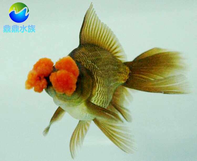 紫绒球金鱼活体红绣球金鱼观赏鱼鱼