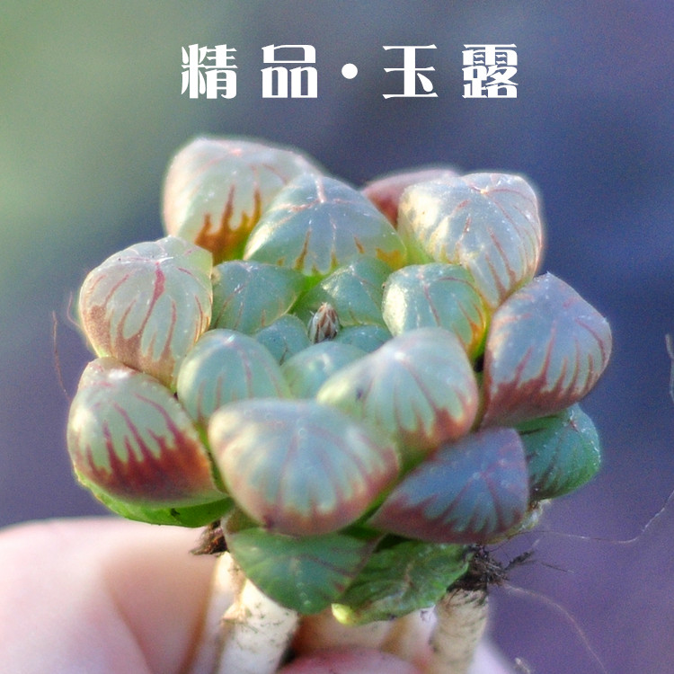 精品玉露多肉植物 琥珀玉露姬玉露冰灯玉露樱水晶帝玉露满额包邮
