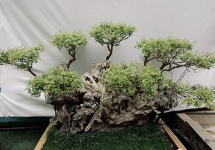 黄荆树桩老桩非常容易种植