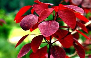 香山红叶象山红叶老桩黄栌盆景绿植盆景