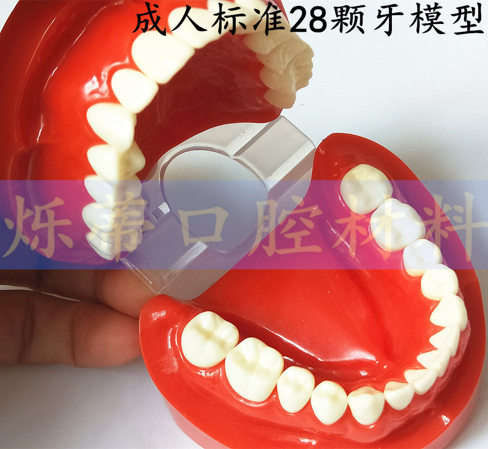 牙科标准成人28颗牙齿正畸标准矫正模型齿科口腔教学沟通学习牙模