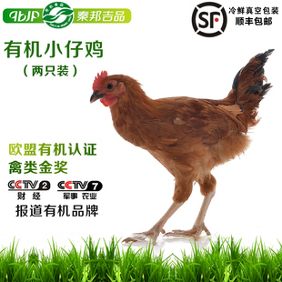 [秦邦吉品]有机小仔鸡未打鸣小公鸡2只装
