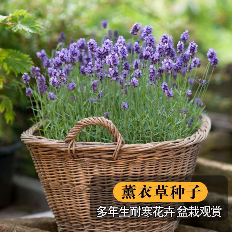 薰衣草种子花海花籽观赏植物种子籽室外庭院花园盆栽四季花卉种